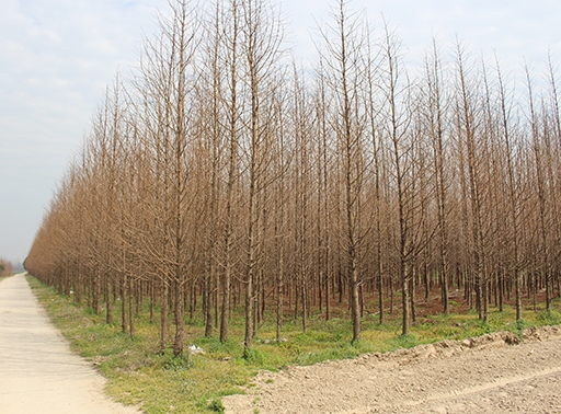 徐州供應(yīng)重陽木基地