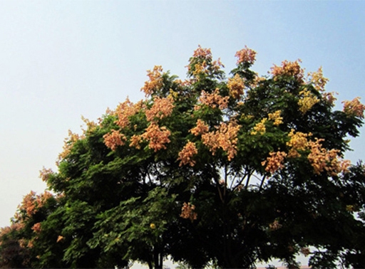 欒樹(shù)小苗基地