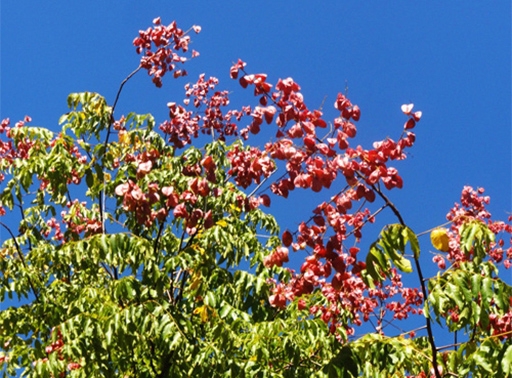 欒樹(shù)育苗